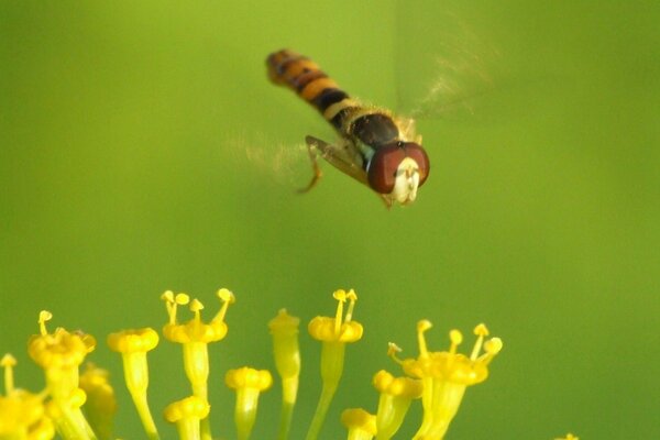 Eine große Fliege will auf die Blume sitzen