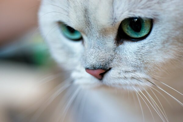 The muzzle of a cat with green eyes