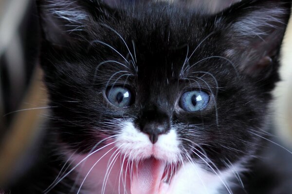 Черно белый котенок с голубыми глазами