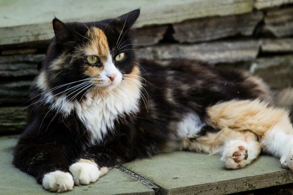 Eine große dreifarbige Katze ruht sich aus