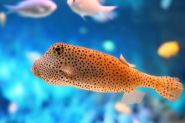 Ein Fisch, der an einem Punkt im Aquarium gefärbt ist