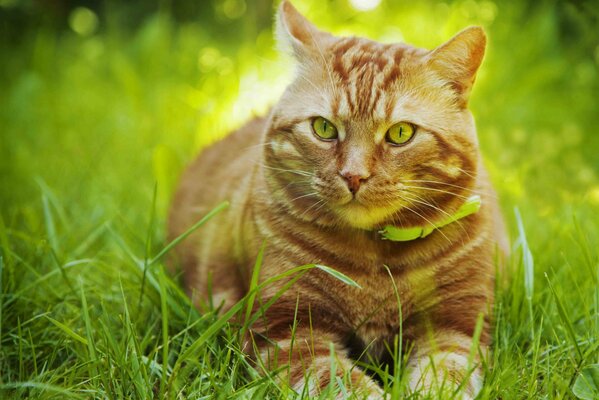 Gato pelirrojo en el collar