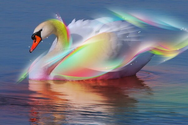 Rainbow swan on the water