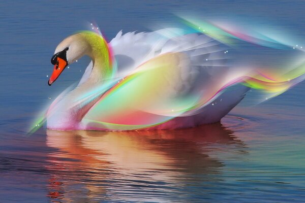 Cisne arcoíris en el agua