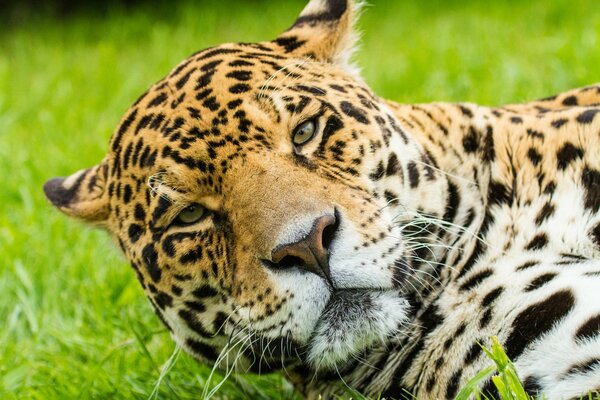 Ważna twarz dużego Jaguara