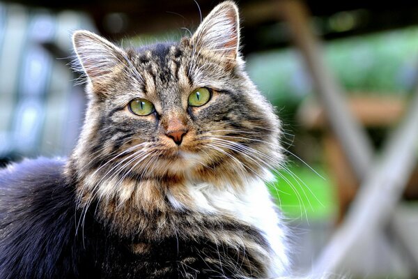 An important cat with a piercing look