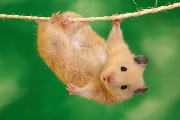 Cute fluffy hamster hanging on a rope