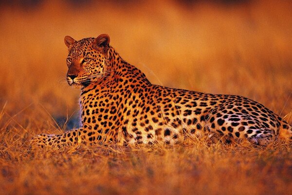 Leopard s rest at evening sunset