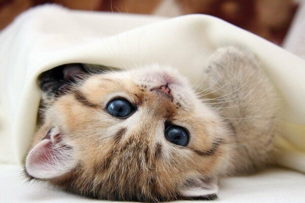 A little kitten under white sheets