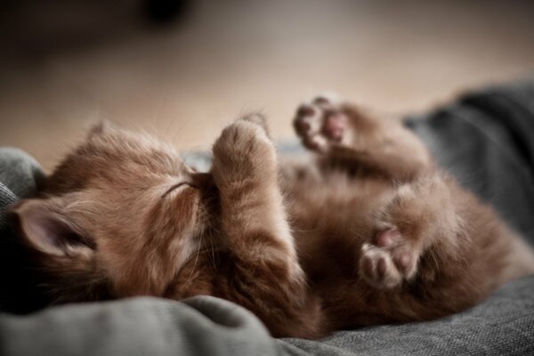 A small red kitten with its paws up