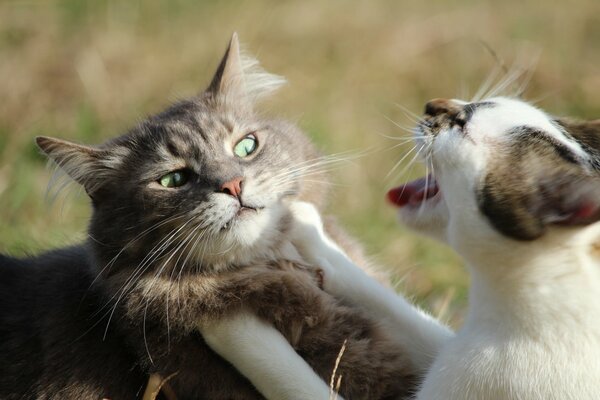 Fotos de enfrentamiento de gato y gato