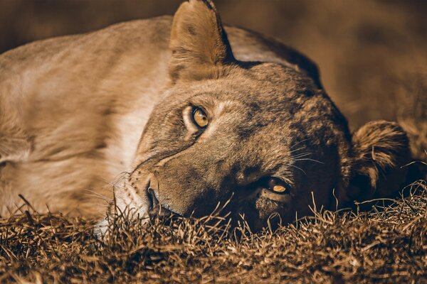 Lionne se trouve sur l herbe en gros plan