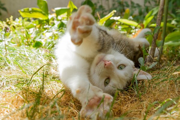 Gato en la naturaleza hace sorbos