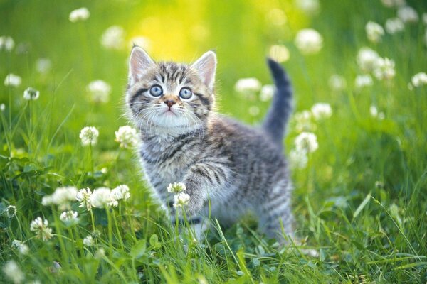 Gattino sull erba in un giorno d estate