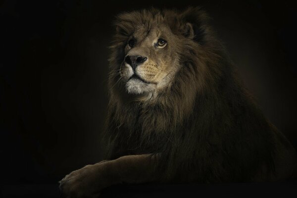 Lion king of beasts predator wild cat