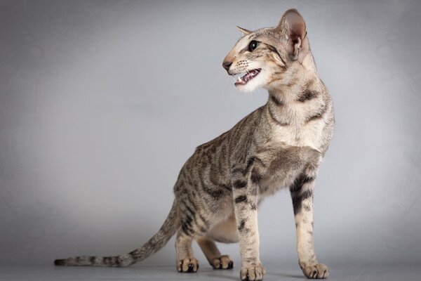 Gatto orientale su sfondo grigio chiaro