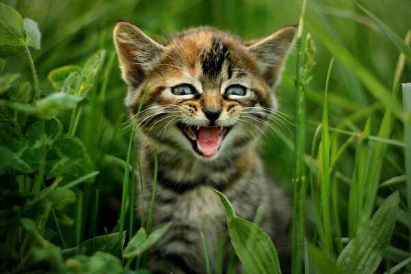 Striped kitten in the green grass