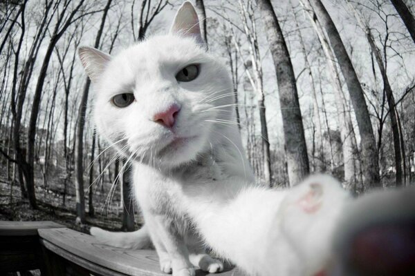 White cat takes a selfie