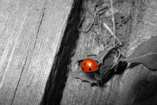 Red ladybug on a gray background