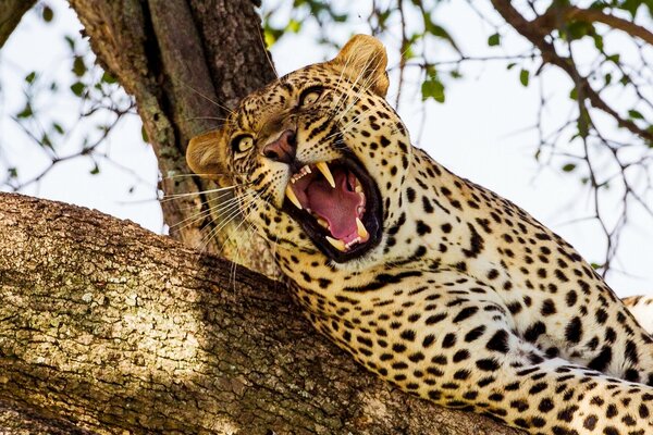 A wild cat is lying on a tree waiting for its prey hungry