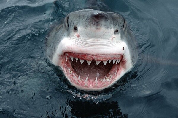 Photo d un grand requin en Australie