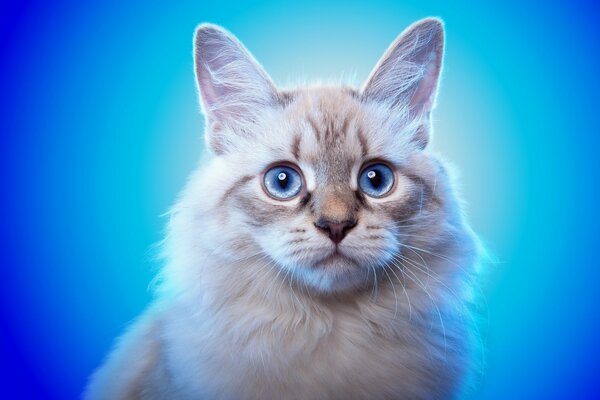 A cat with blue eyes on a blue background