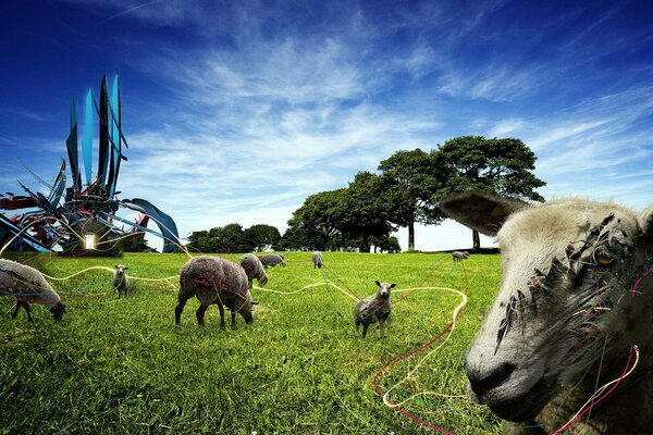 Sheep graze in a green clearing