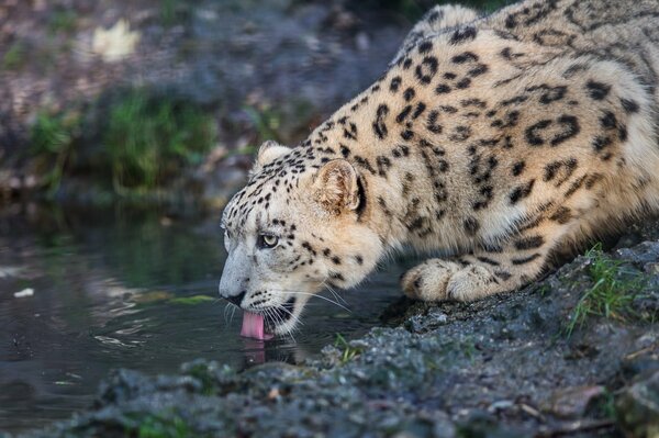 Gato salvaje Irbis en un abrevadero