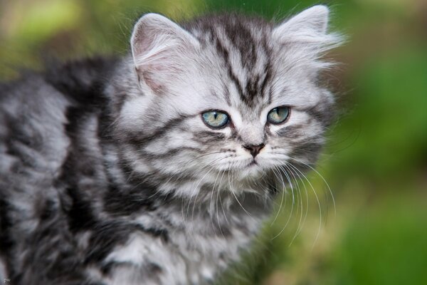 The kitten of the British longhair cat