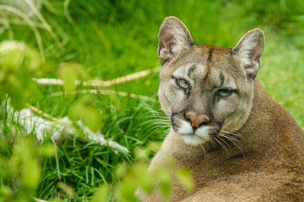 Hermosa mirada de Puma en la hierba