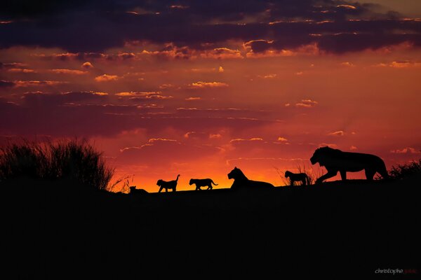 A family pack of lions in Africa at sunset