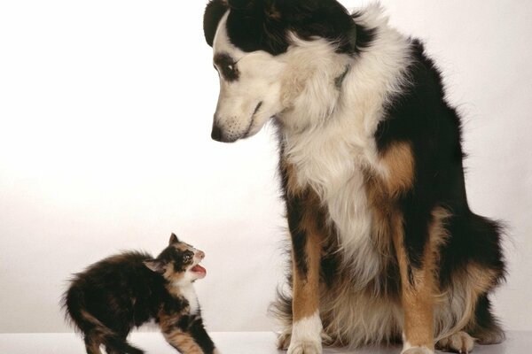 Il grande cane ha spaventato il piccolo gattino