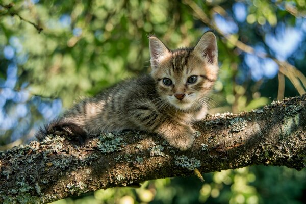 Il gattino di qualcuno è seduto su un ramo di un albero