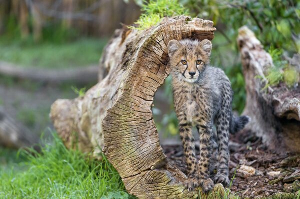Mały gepard stoi przy Driftwood