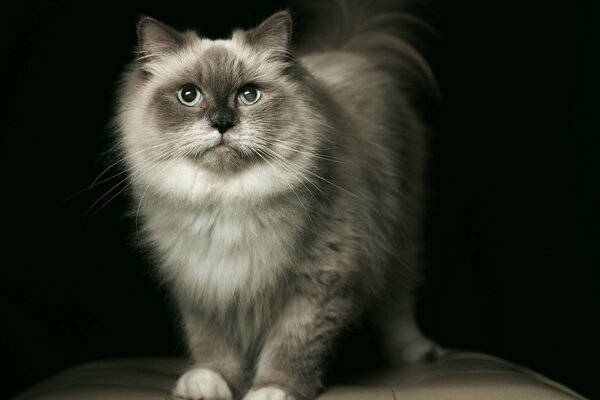 Fluffy grey cat with blue eyes