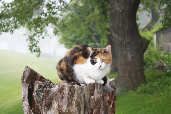 In nature, a cat is sitting on a stump