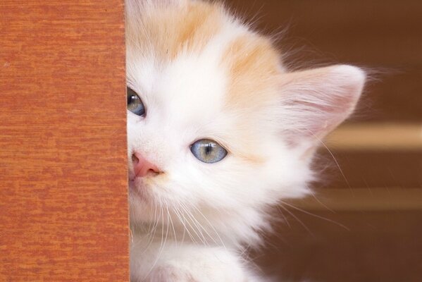 La cara de un lindo bebé de ojos azules