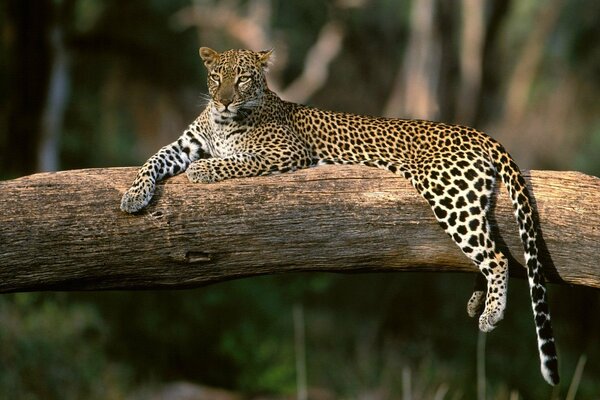 Leopard resting on a tree branch