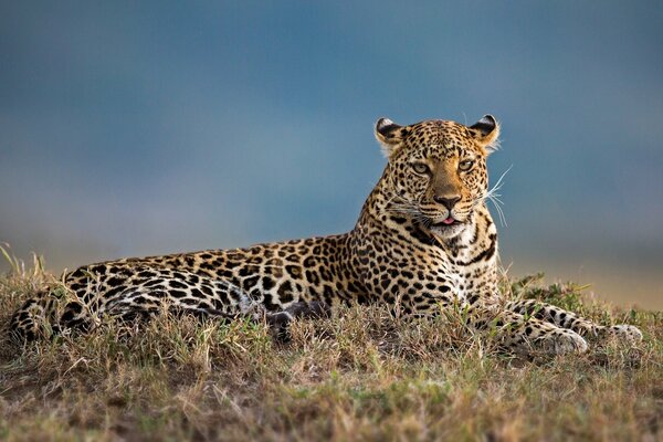 Leopardo guapo posando para la foto