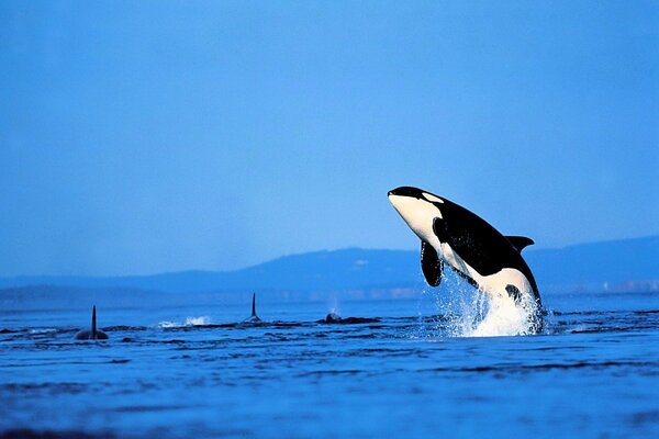 Imagen de una orca sobre el agua