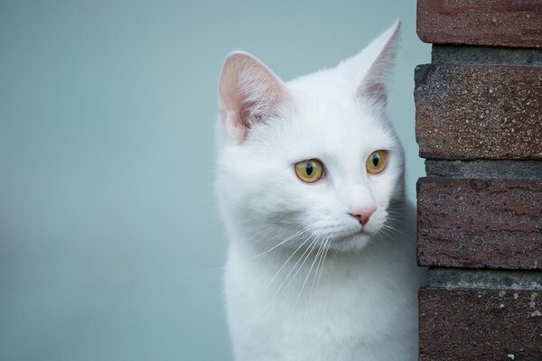Внимательный взгляд белой кошки