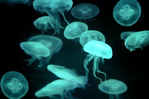 Blue transparent jellyfish swim