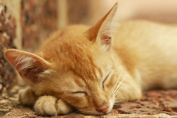 Il sonno sereno del gatto rosso