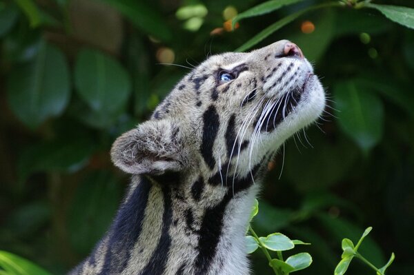 Leopardo ahumado en condiciones de vida silvestre