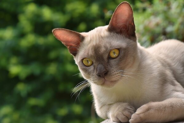 Burmese muzzle looks into the distance