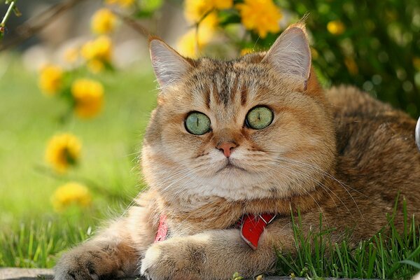 El británico pelirrojo, el gato de la raza británica el animal doméstico