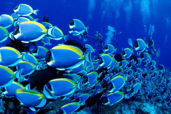 A large school of blue fish