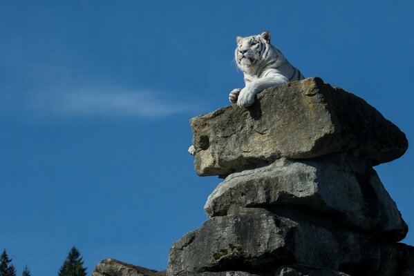 Gorgeous white tiger on the rocks