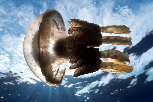 Méduse en vue de dessous de la mer