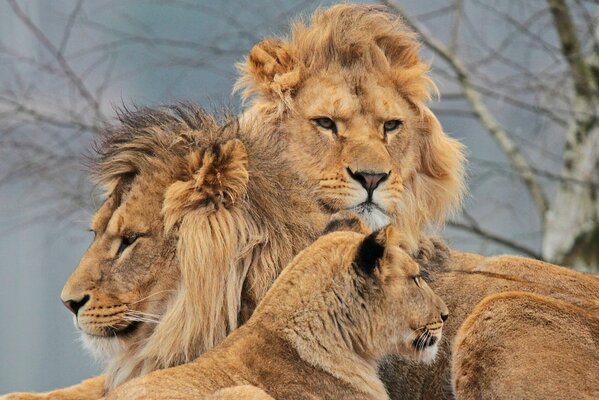 Famille suédoise de Lion, lionne et Lion